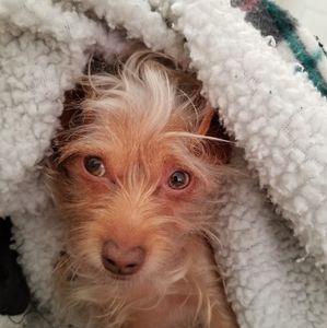 Meet your Posher, Don